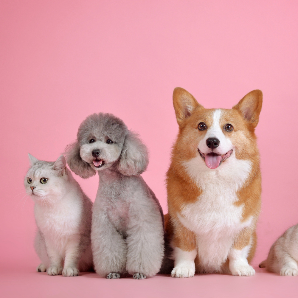 cat and dog