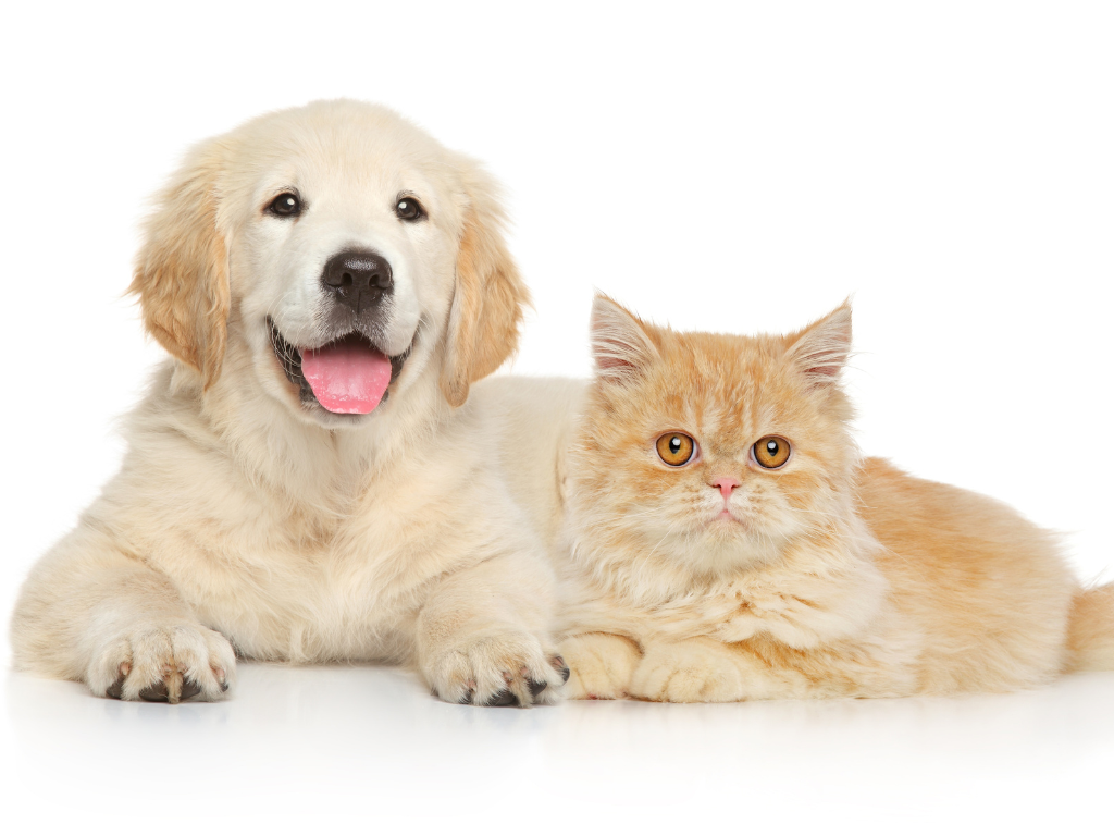 CUTE PET CAT AND DOG