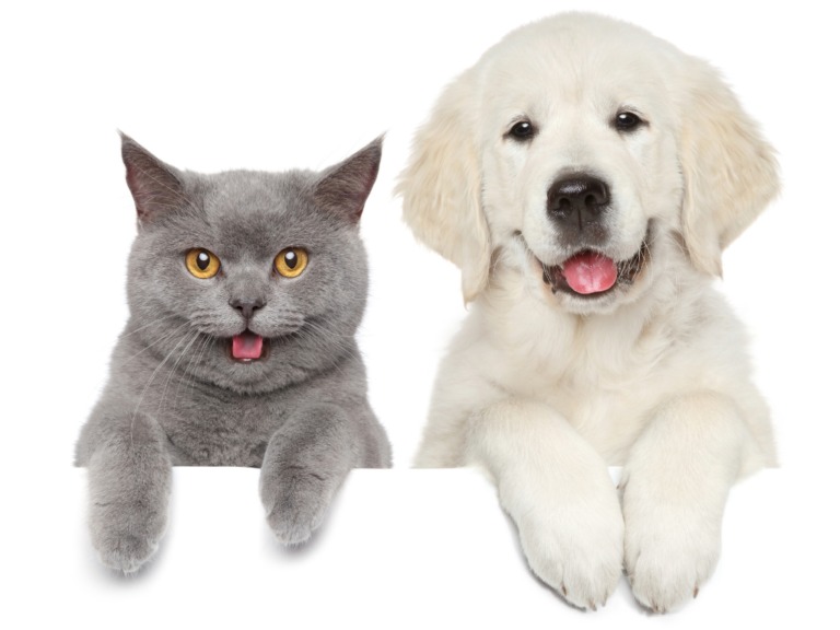 CAT AND DOG
