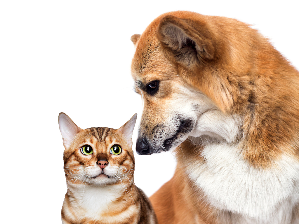 RESCUED CAT AND DOG